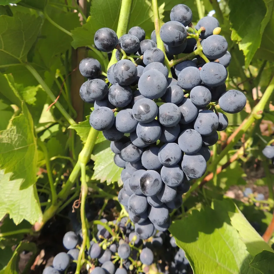 winorosl-cabernet-cantor-2l