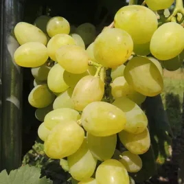 winorosl-jasna-galachad-2l