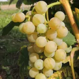 winorosl-jasna-dublanski-2l