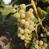 winorosl-jasna-dublanski-2l-styl-ogrod-srodziemnomorski-ogrod-wiejski-ogrod-skalny-ogrod-nowoczesny-ogrod-japonski