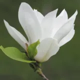 magnolia-alba-superba-2l