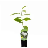 magnolia-alba-superba-2l-rodzaj-rosliny-magnolie-i-tulipanowce