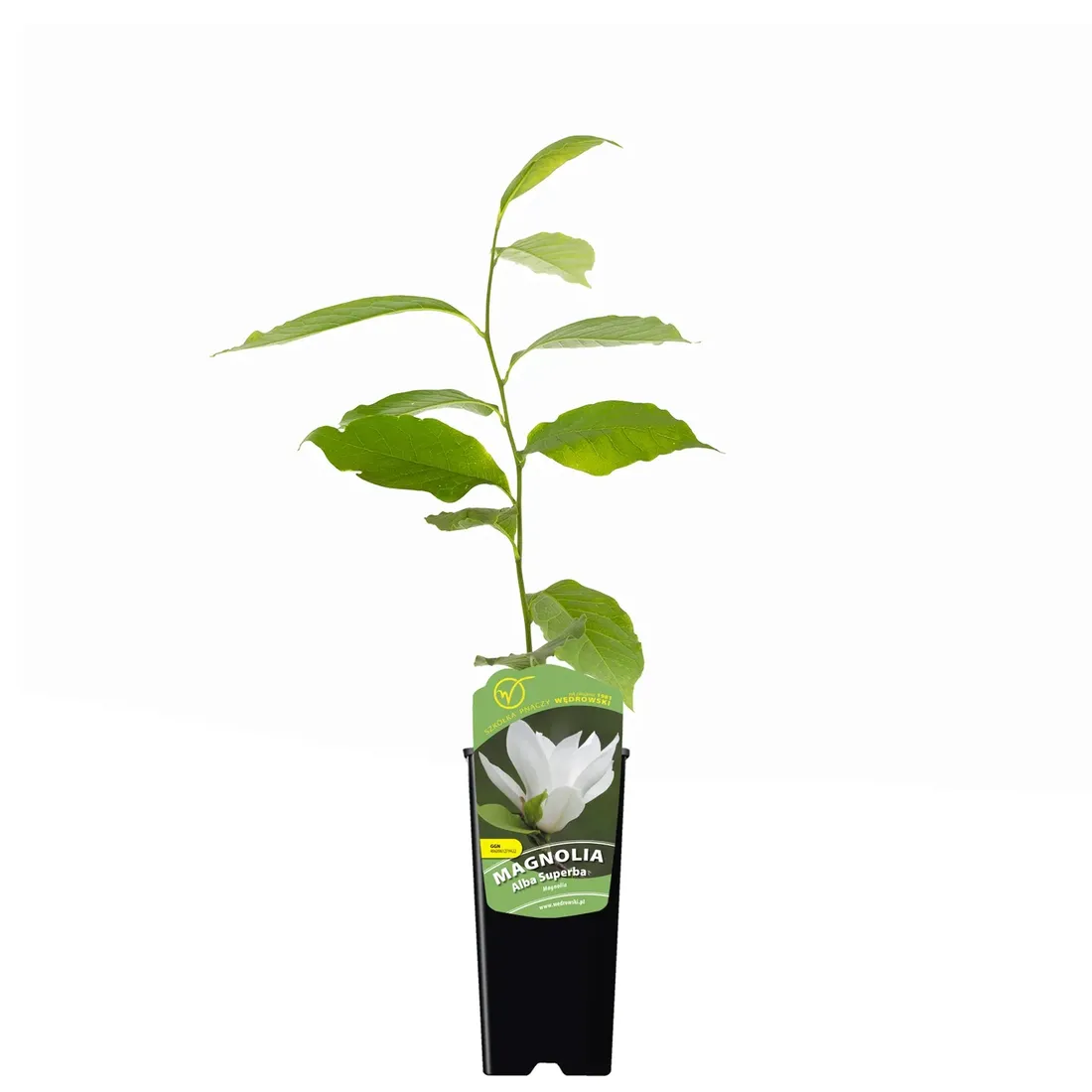 magnolia-alba-superba-2l