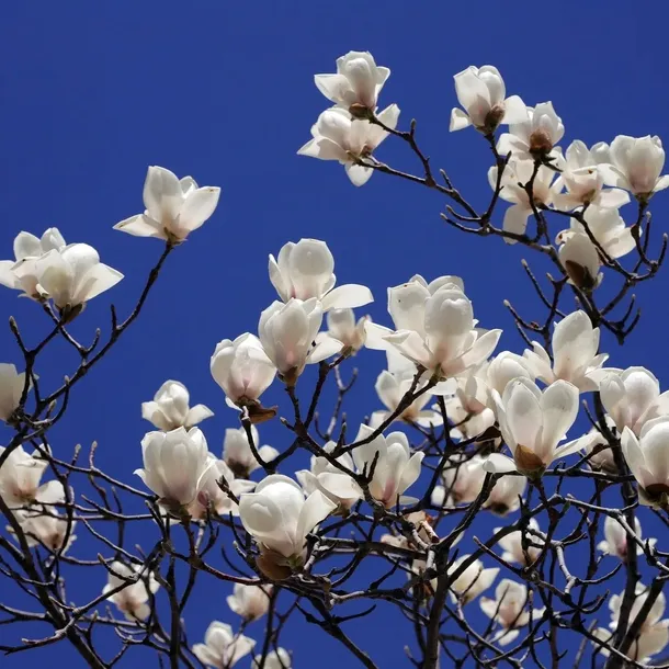 magnolia-alba-superba-2l-styl-ogrod-srodziemnomorski-ogrod-wiejski-ogrod-skalny-ogrod-nowoczesny-ogrod-japonski