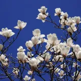magnolia-alba-superba-2l-styl-ogrod-srodziemnomorski-ogrod-wiejski-ogrod-skalny-ogrod-nowoczesny-ogrod-japonski