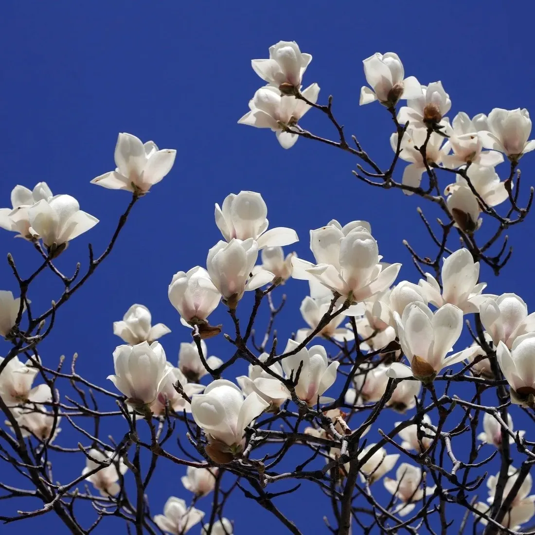 magnolia-alba-superba-2l