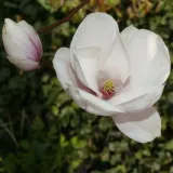 magnolia-alba-superba-2l-stan-nowy
