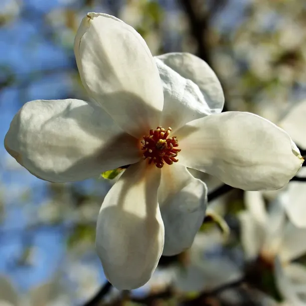 magnolia-alba-superba-2l-producent-szkolka-pnaczy-marek-wedrowski