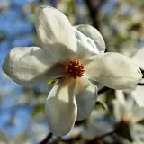 magnolia-alba-superba-2l-producent-szkolka-pnaczy-marek-wedrowski