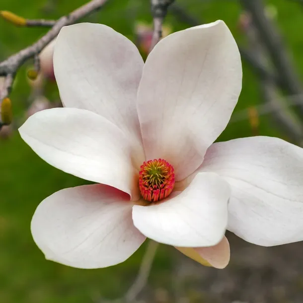 magnolia-alba-superba-2l-nazwa-lacinska-inna