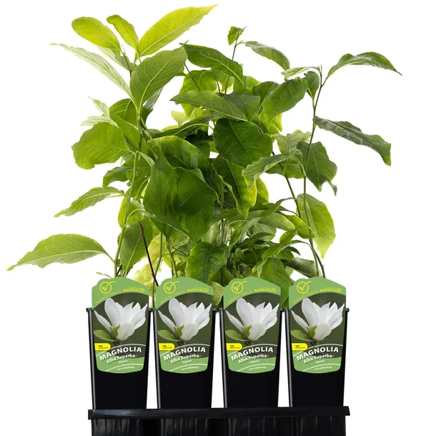 magnolia-alba-superba-2l-rodzaj-rosliny-magnolie-i-tulipanowce-styl-ogrod-srodziemnomorski-ogrod-wiejski-ogrod-skalny-ogrod-nowoczesny-ogrod-japonski