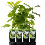 magnolia-alba-superba-2l-rodzaj-rosliny-magnolie-i-tulipanowce-styl-ogrod-srodziemnomorski-ogrod-wiejski-ogrod-skalny-ogrod-nowoczesny-ogrod-japonski