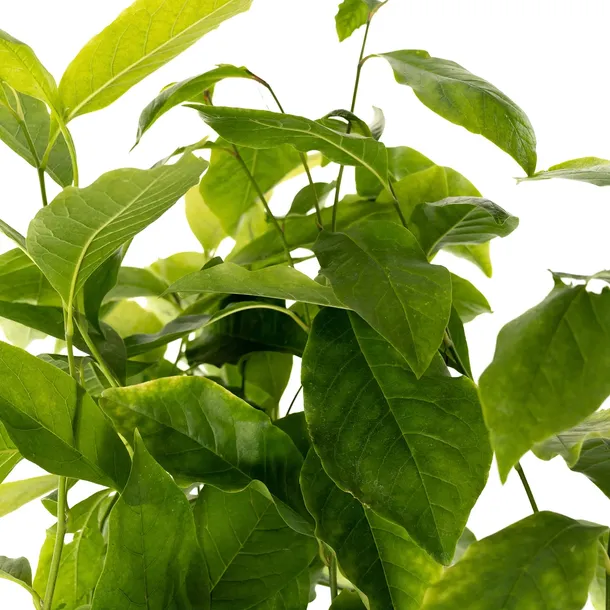 magnolia-alba-superba-2l-rodzaj-rosliny-magnolie-i-tulipanowce-stan-nowy