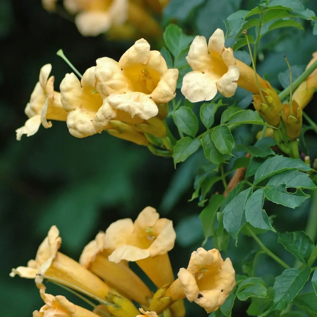 milin-amerykanski-flava-2l