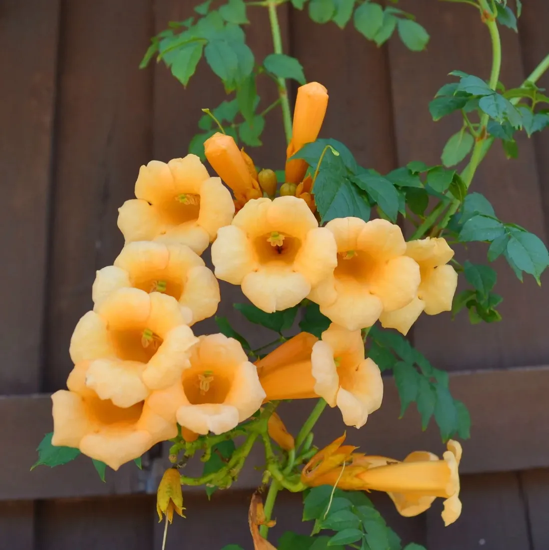 milin-amerykanski-flava-2l