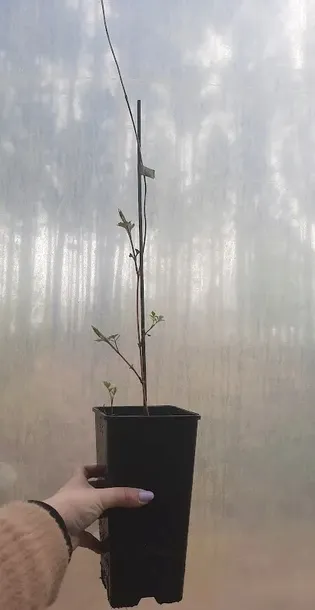 milin-amerykanski-flava-2l-stan-nowy