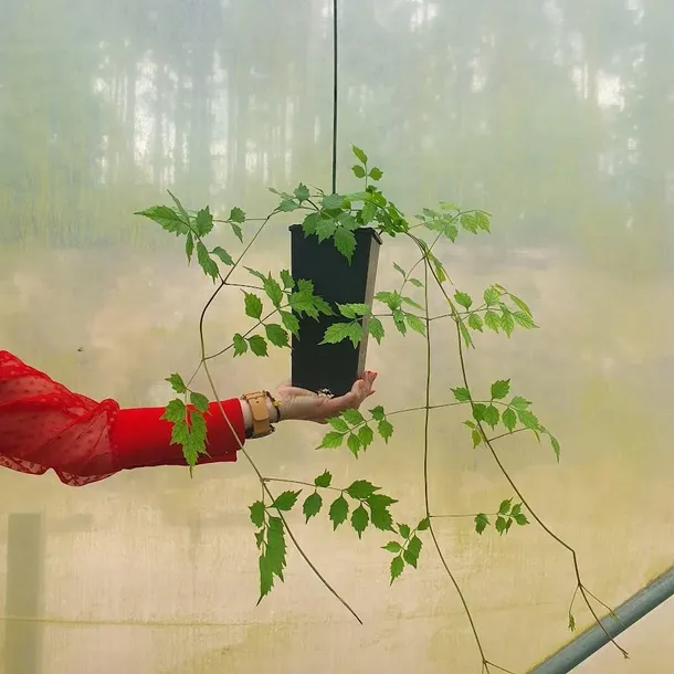 milin-amerykanski-flava-2l-producent-szkolka-pnaczy-marek-wedrowski