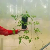 milin-amerykanski-flava-2l-producent-szkolka-pnaczy-marek-wedrowski