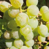 winorosl-solaris-2l-styl-ogrod-srodziemnomorski-ogrod-wiejski-ogrod-skalny-ogrod-nowoczesny-ogrod-japonski