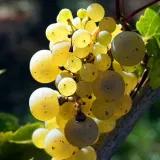 winorosl-felicia-2l