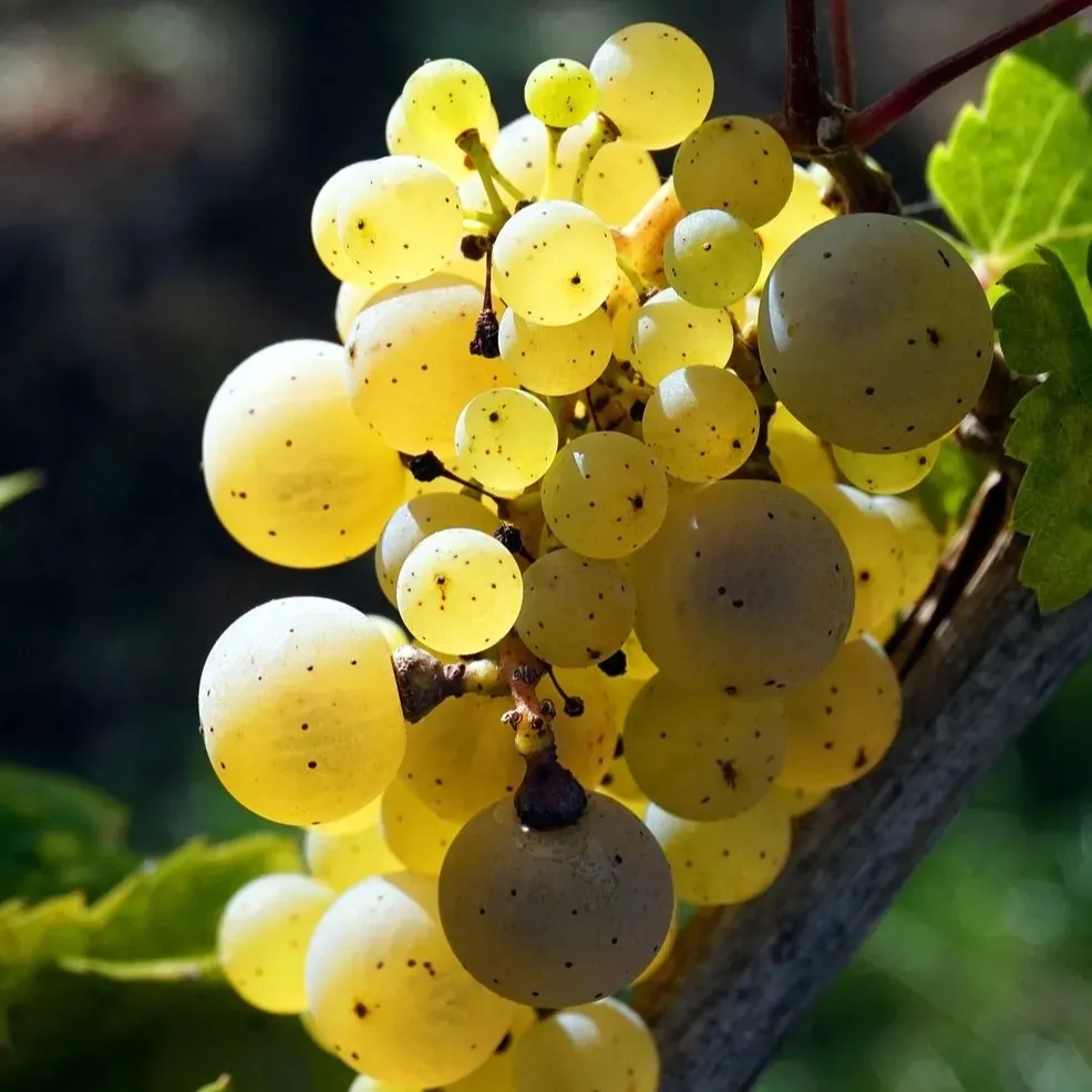 winorosl-felicia-2l