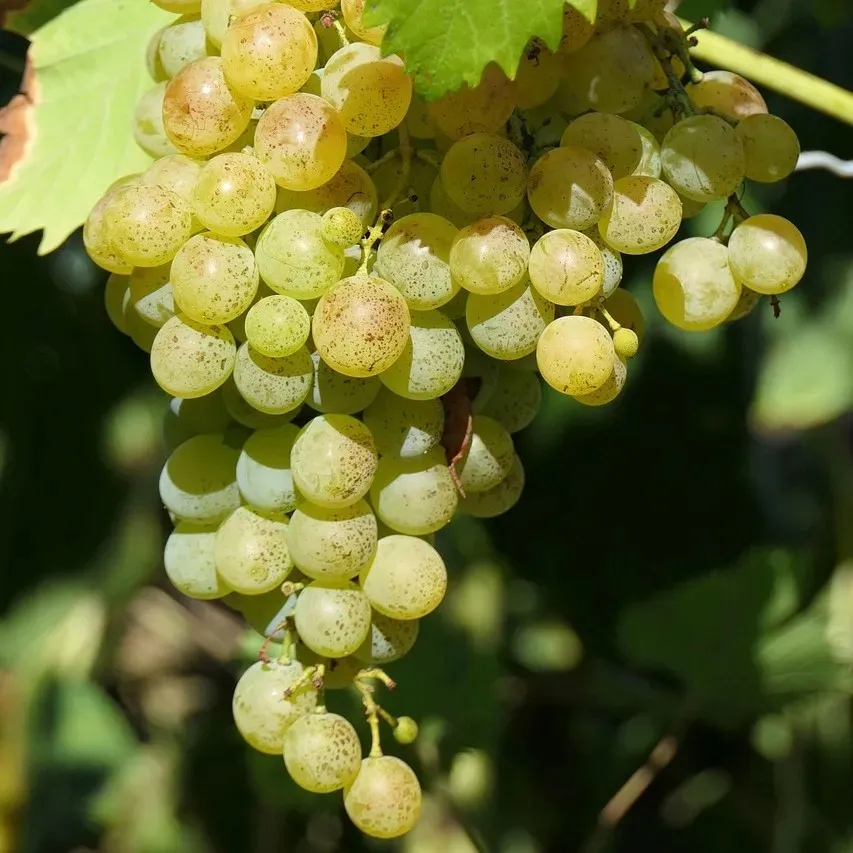 winorosl-felicia-2l