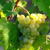winorosl-felicia-2l-rodzaj-rosliny-winorosl