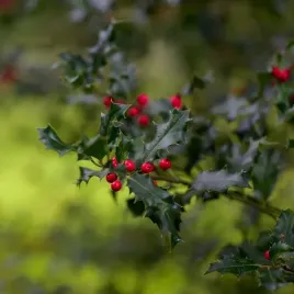 ostrokrzew-meservy-blue-princess-zenski-1l