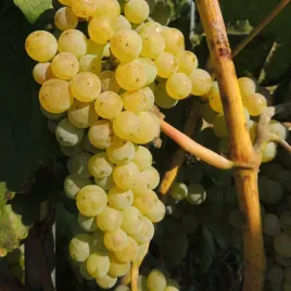 winorosl-romulus-bezpestkowa-2l