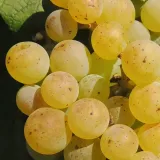 winorosl-romulus-bezpestkowa-2l-styl-ogrod-srodziemnomorski-ogrod-wiejski-ogrod-skalny-ogrod-nowoczesny-ogrod-japonski