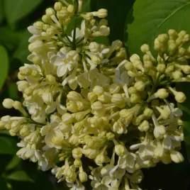 lilak-pospolity-primrose-kremowozolty-2l