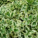 trzmielina-fortunea-silver-queen-2l