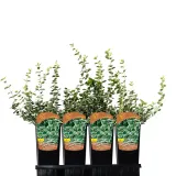 trzmielina-fortunea-silver-queen-2l-producent-szkolka-pnaczy-marek-wedrowski