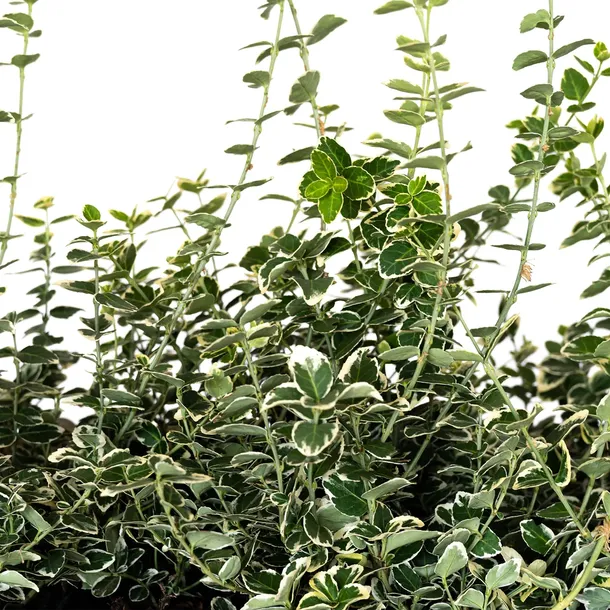 trzmielina-fortunea-silver-queen-2l-nazwa-lacinska-euonymus-fortunei