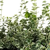 trzmielina-fortunea-silver-queen-2l-nazwa-lacinska-euonymus-fortunei