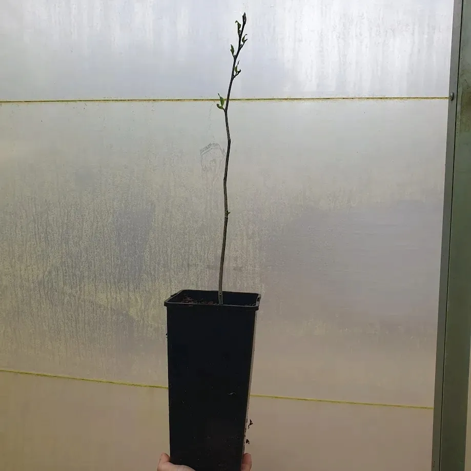 magnolia-susan-2l