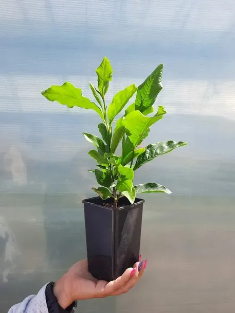magnolia-susan-2l-producent-szkolka-pnaczy-marek-wedrowski