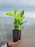 magnolia-susan-2l-producent-szkolka-pnaczy-marek-wedrowski