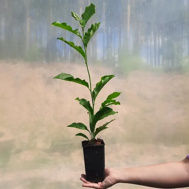 magnolia-susan-2l-nazwa-lacinska-inna