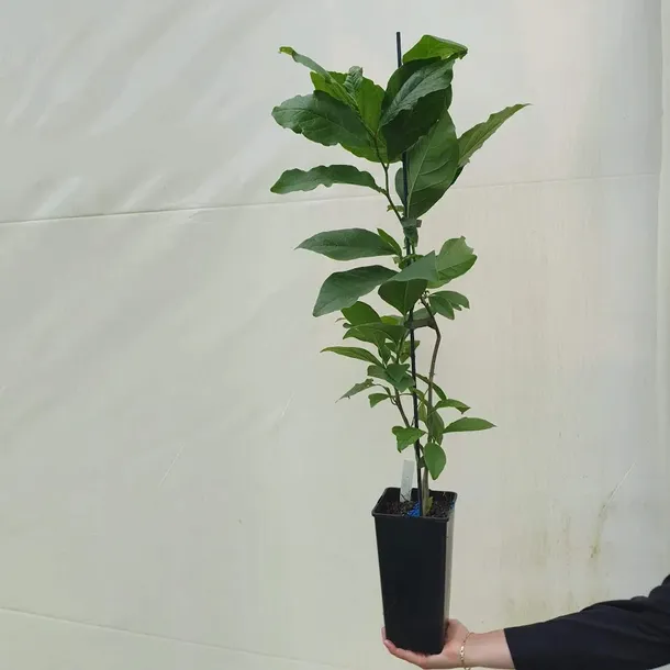 magnolia-susan-2l-rodzaj-rosliny-magnolie-i-tulipanowce-styl-ogrod-srodziemnomorski-ogrod-wiejski-ogrod-skalny-ogrod-nowoczesny-ogrod-japonski