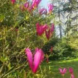 magnolia-susan-2l-rodzaj-rosliny-magnolie-i-tulipanowce-stan-nowy