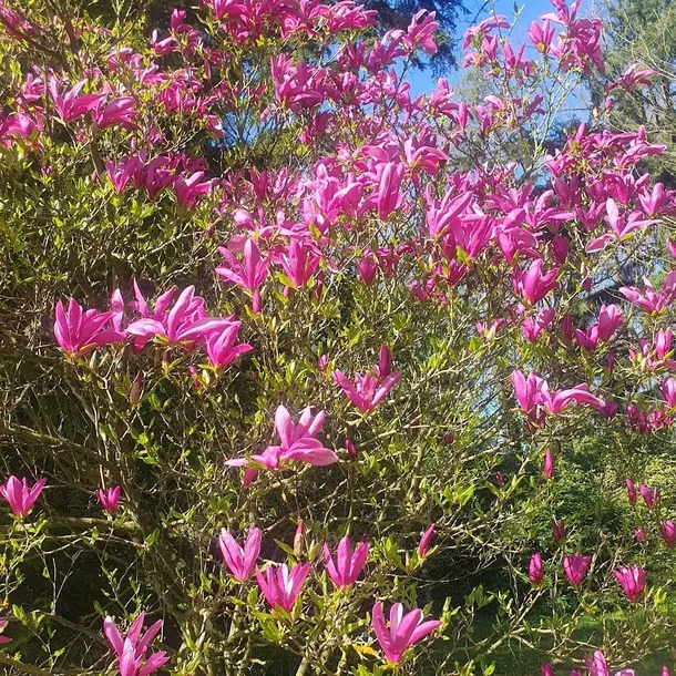 magnolia-susan-2l-rodzaj-rosliny-magnolie-i-tulipanowce-producent-szkolka-pnaczy-marek-wedrowski