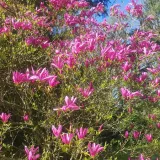magnolia-susan-2l-rodzaj-rosliny-magnolie-i-tulipanowce-producent-szkolka-pnaczy-marek-wedrowski