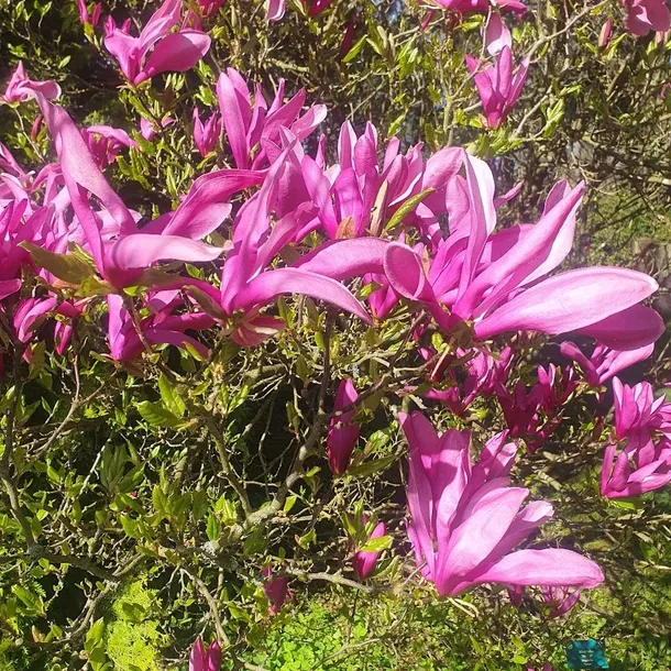 magnolia-susan-2l-rodzaj-rosliny-magnolie-i-tulipanowce-nazwa-lacinska-inna