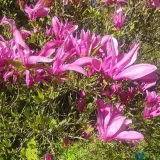magnolia-susan-2l-rodzaj-rosliny-magnolie-i-tulipanowce-nazwa-lacinska-inna