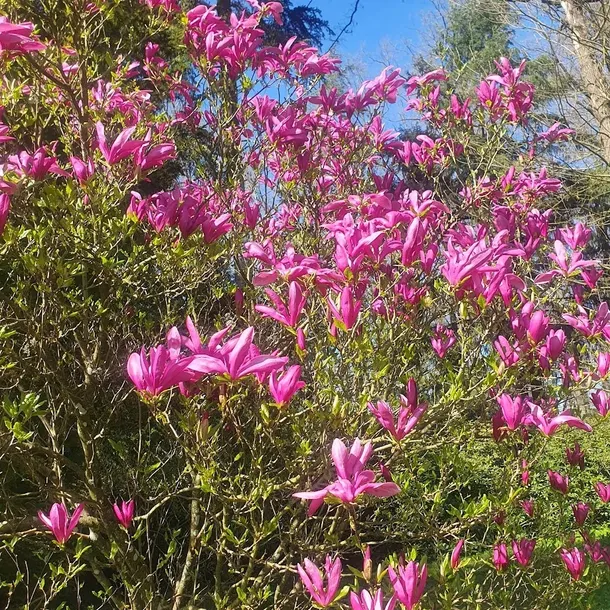 magnolia-susan-2l-styl-ogrod-srodziemnomorski-ogrod-wiejski-ogrod-skalny-ogrod-nowoczesny-ogrod-japonski-rodzaj-rosliny-magnolie-i-tulipanowce