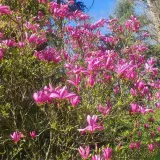 magnolia-susan-2l-styl-ogrod-srodziemnomorski-ogrod-wiejski-ogrod-skalny-ogrod-nowoczesny-ogrod-japonski-rodzaj-rosliny-magnolie-i-tulipanowce