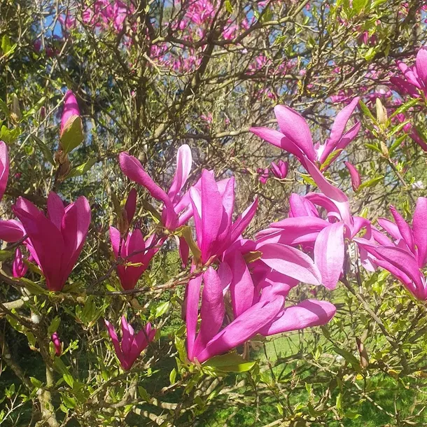 magnolia-susan-2l-styl-ogrod-srodziemnomorski-ogrod-wiejski-ogrod-skalny-ogrod-nowoczesny-ogrod-japonski-stan-nowy