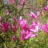 magnolia-susan-2l-styl-ogrod-srodziemnomorski-ogrod-wiejski-ogrod-skalny-ogrod-nowoczesny-ogrod-japonski-stan-nowy