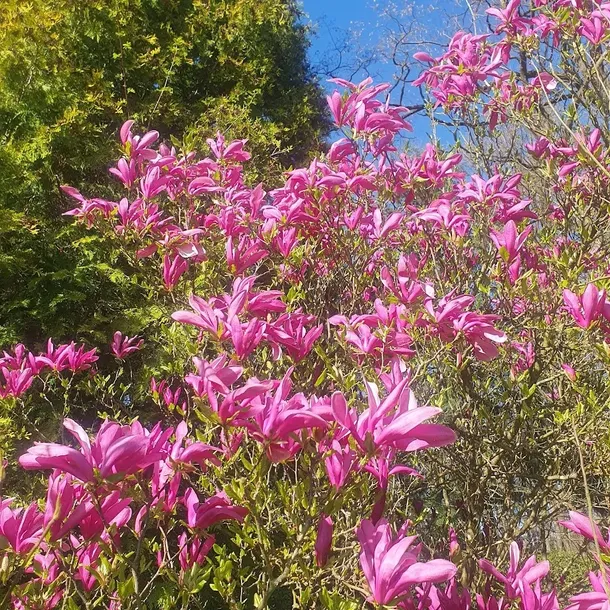 magnolia-susan-2l-styl-ogrod-srodziemnomorski-ogrod-wiejski-ogrod-skalny-ogrod-nowoczesny-ogrod-japonski-producent-szkolka-pnaczy-marek-wedrowski